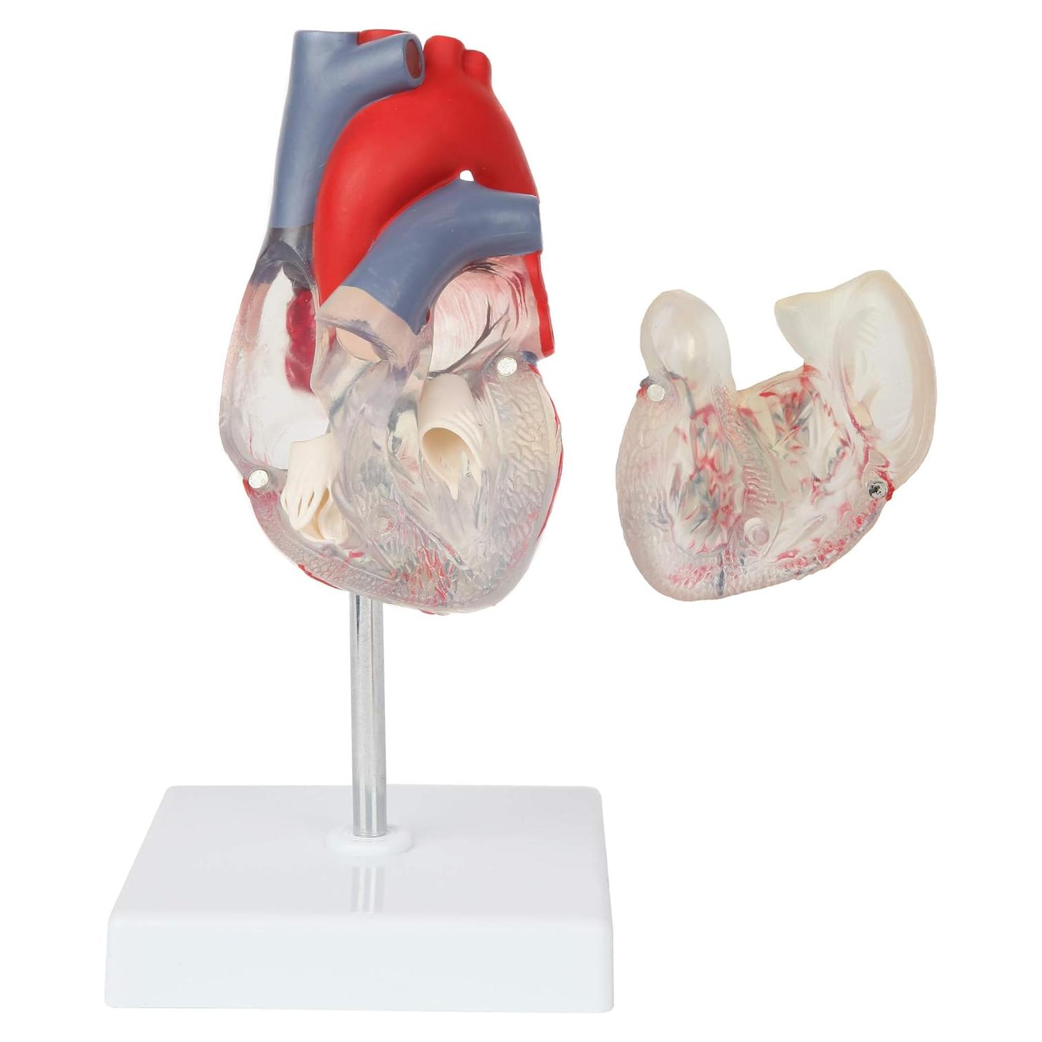 Modelo de Corazón Humano 2 Partes Axis Scientific, Transparente