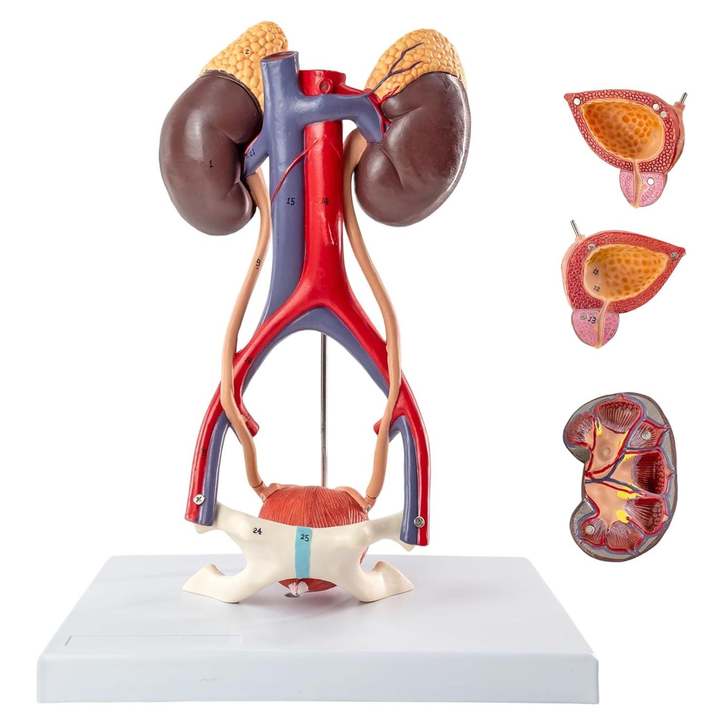 Modelo de Anatomía Urinaria Humana Benilev Desmontable
