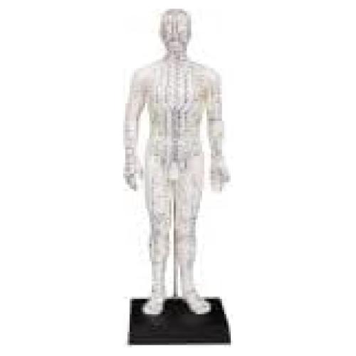 Modelo de Acupuntura Masculino 50 cm KS CHOI CORP