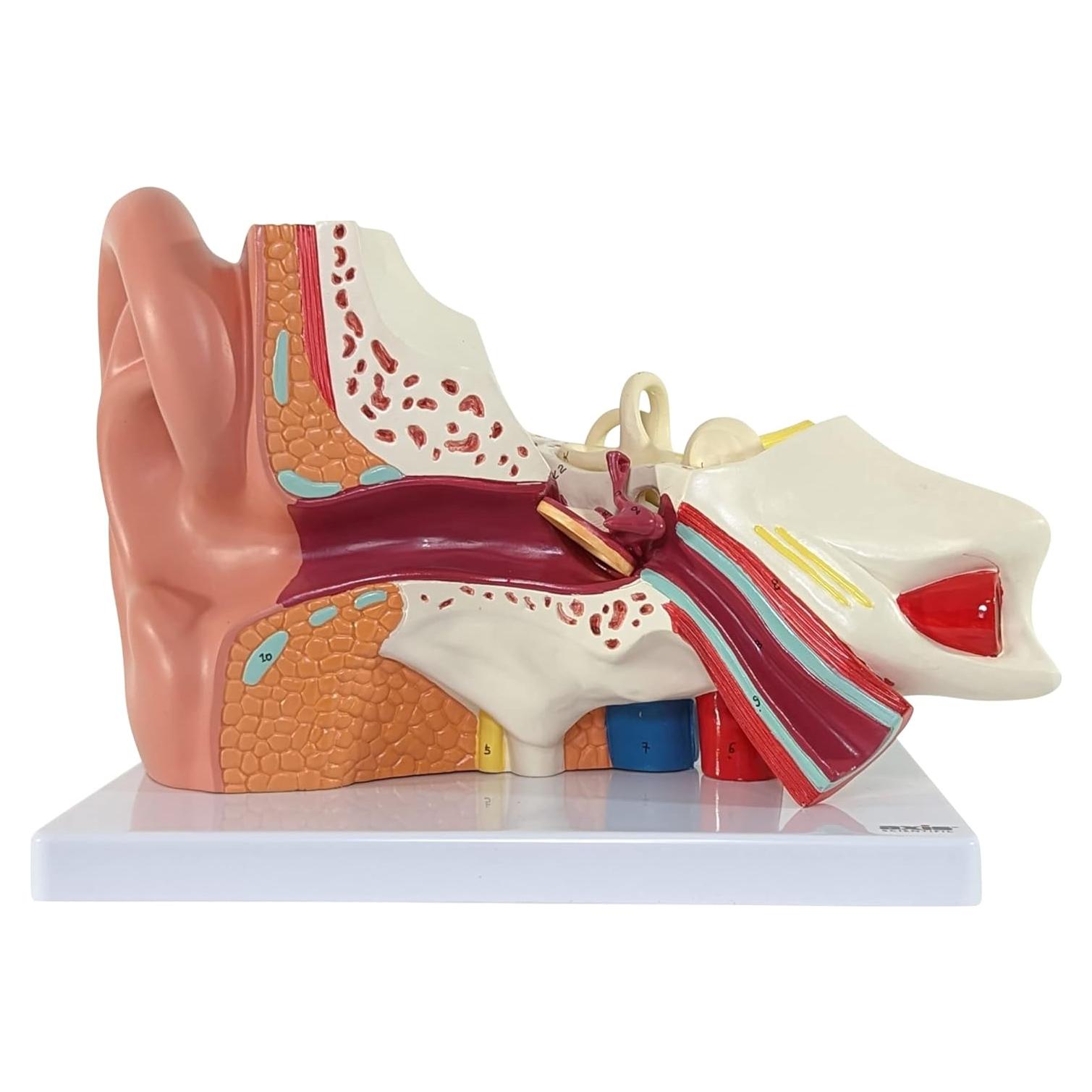 Modelo de Oído Humano Axis Scientific 5X 3 Partes