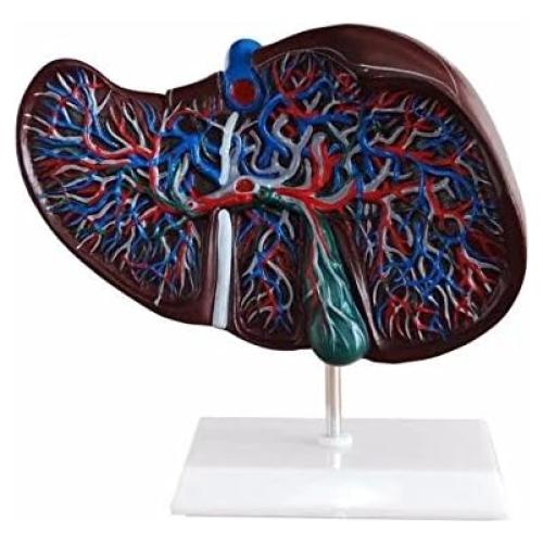 Modelo de Hígado Humano BONEW Anatomía Médica PVC 30cm
