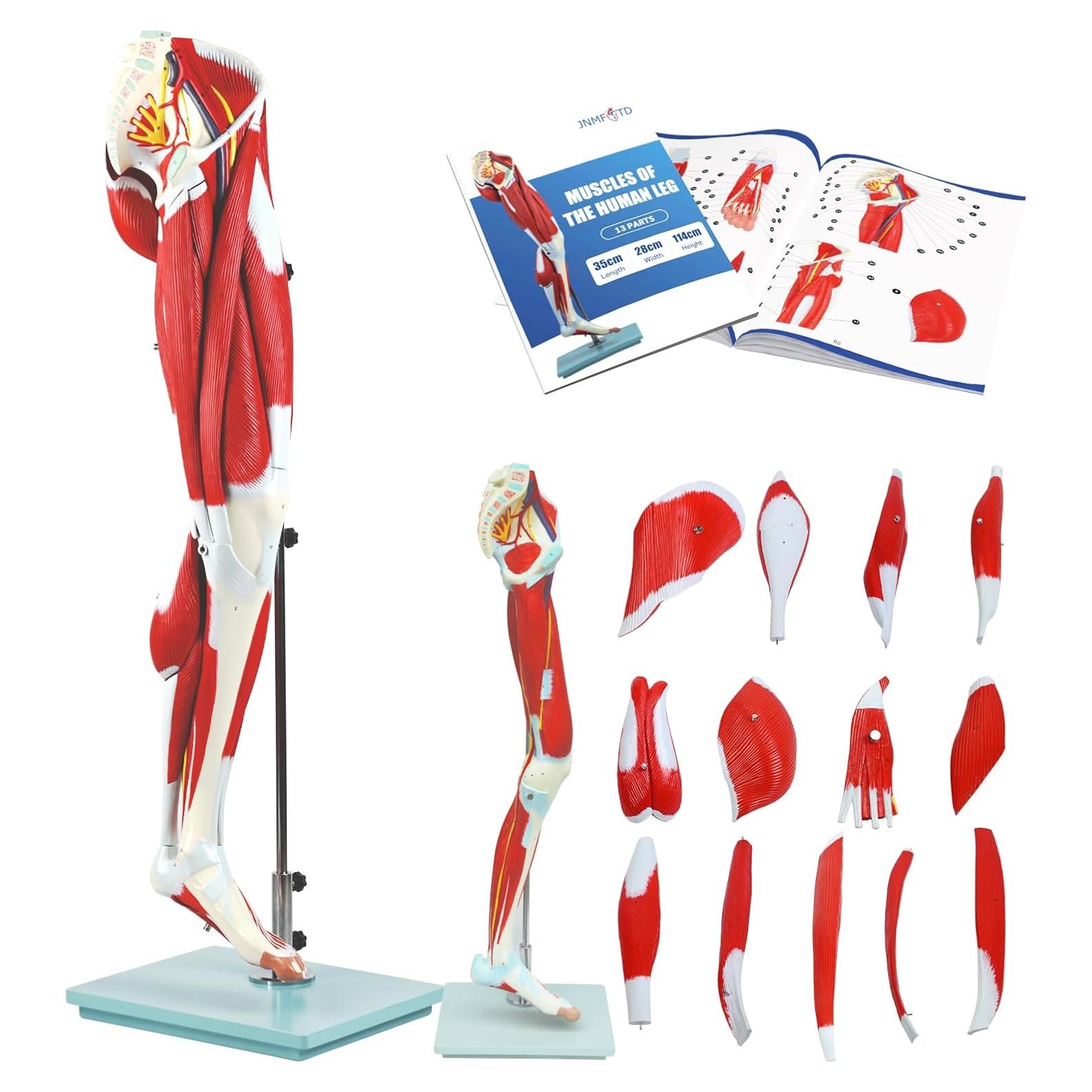 Modelo de Anatomía de Músculos de Pierna JNMFTD 114 cm 14 Partes