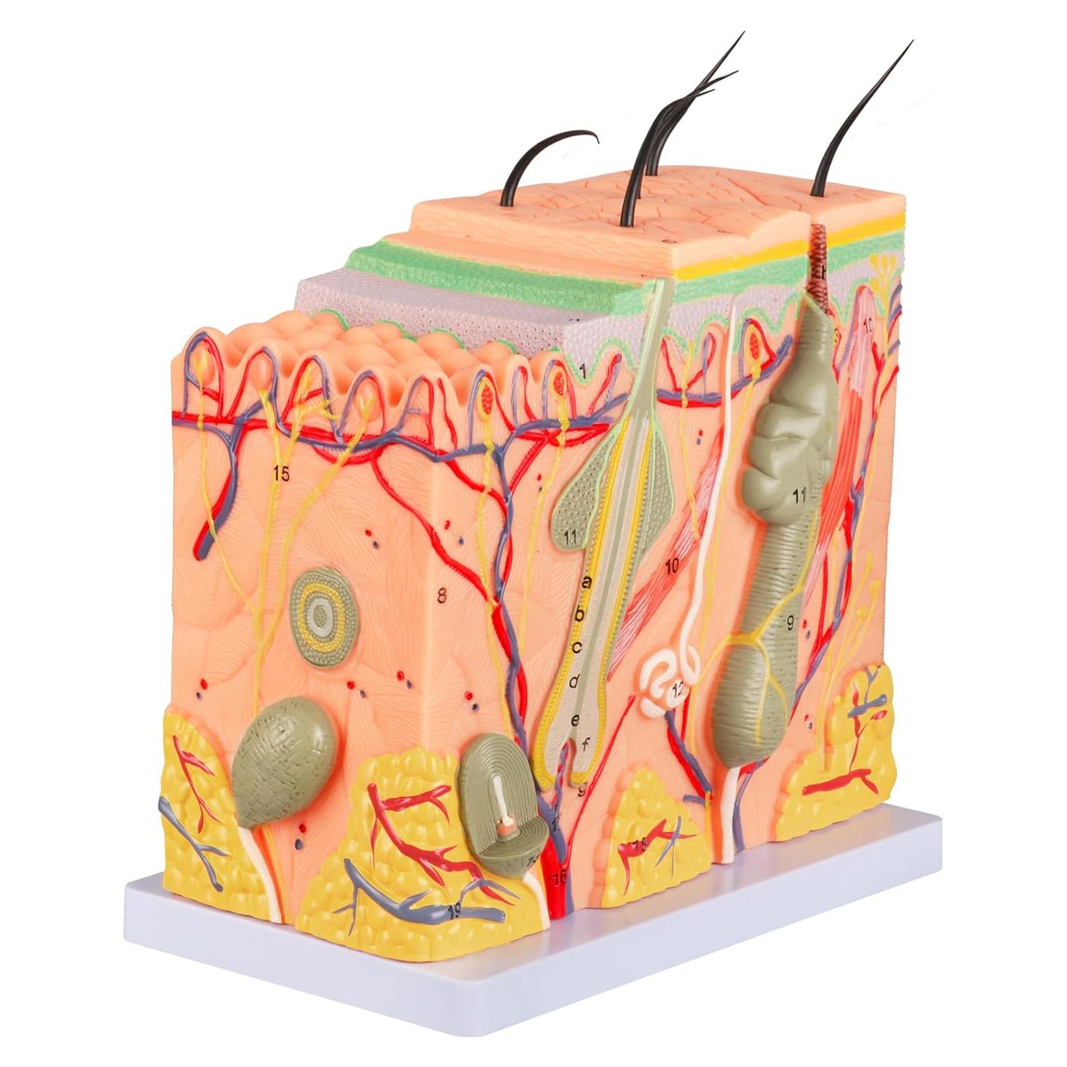 Modelo Anatómico de Piel Ampliado 50X Simedutech - Educativo