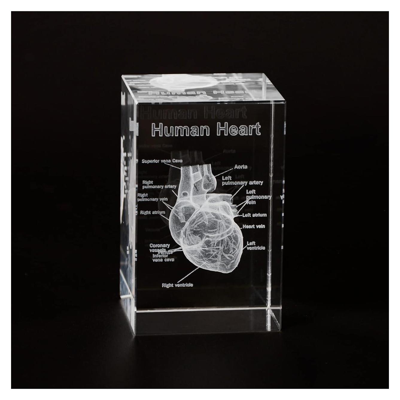 Modelo Anatómico de Corazón Humano en Cristal 3D Ultrassist