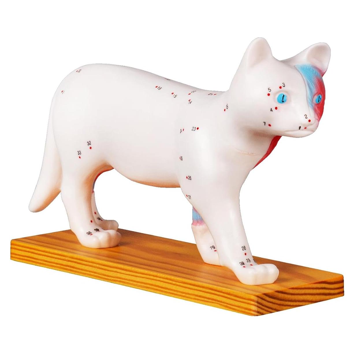 Modelo de Anatomía de Gato Simedutech con Acupuntura 25x15cm