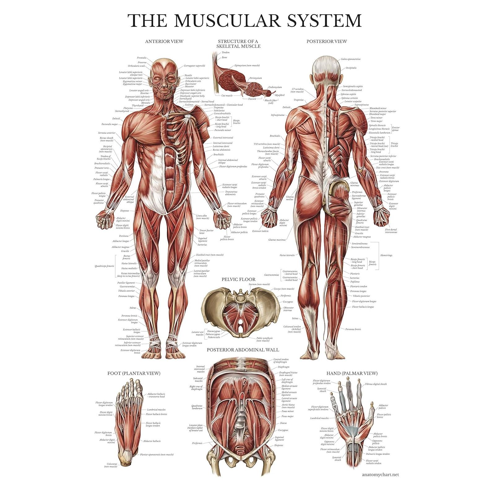 Cartel Anatómico Muscular Palace Learning Laminado Doble Cara 68.5x45.7cm