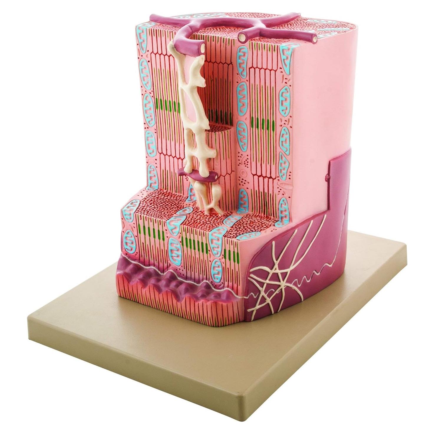 Modelo de Músculo Cardíaco Humano EISCO Premium 30.5x25.4cm