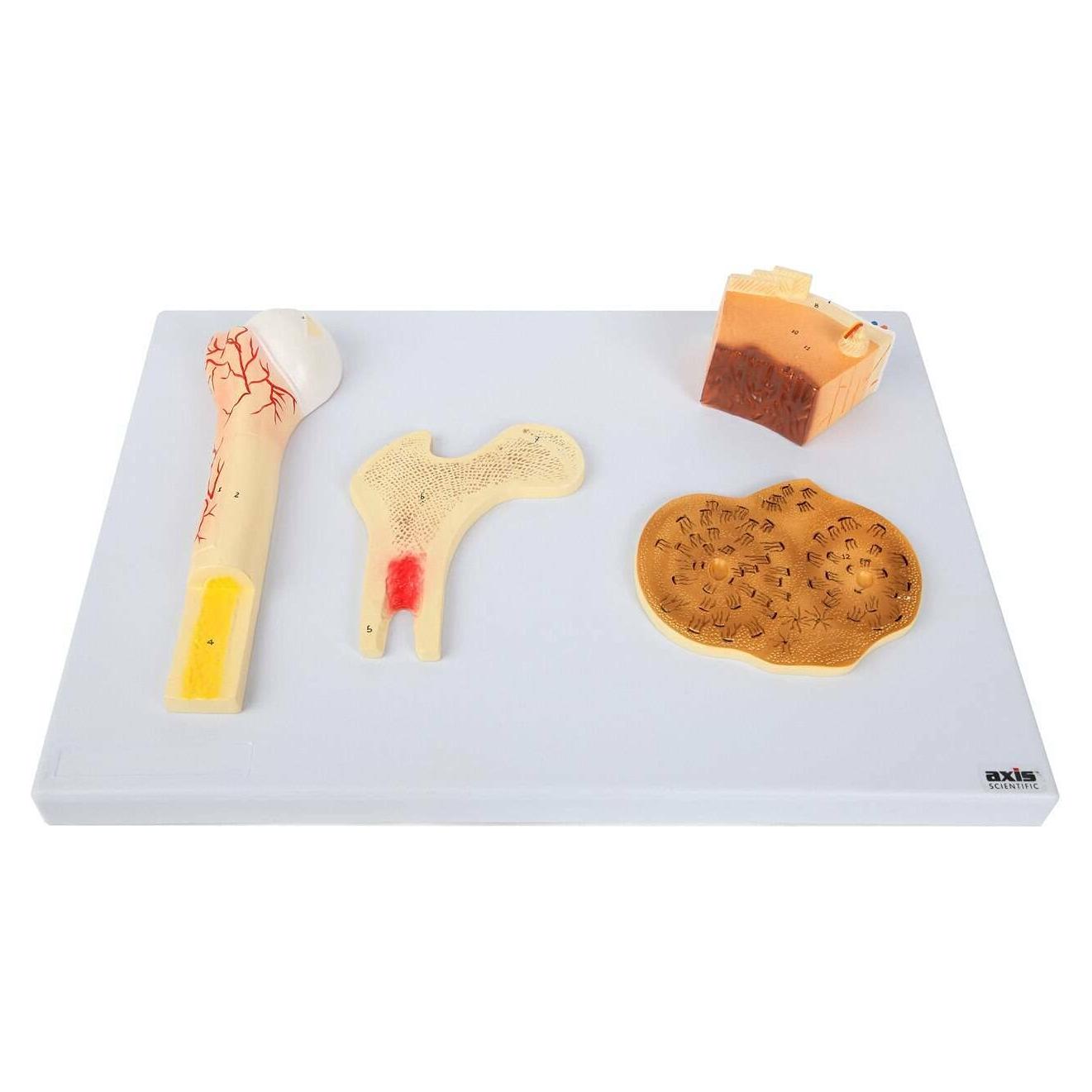 Modelo Estructura Ósea Humana Axis Scientific A-109186 42x30cm