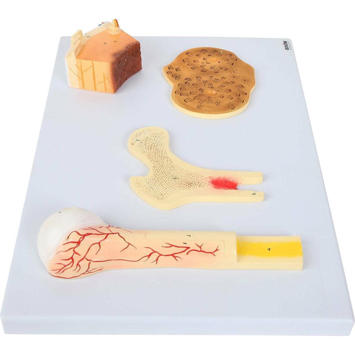 Modelo Estructura Ósea Humana Axis Scientific A-109186 42x30cm