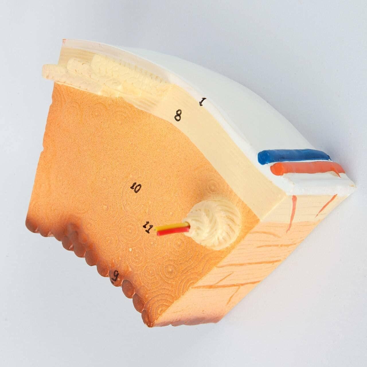 Modelo Estructura Ósea Humana Axis Scientific A-109186 42x30cm