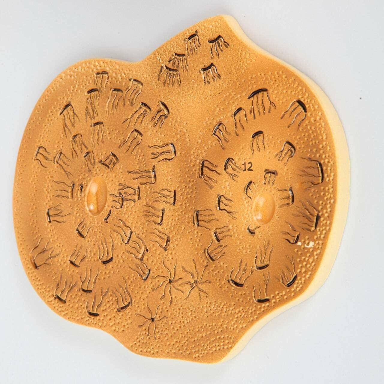 Modelo Estructura Ósea Humana Axis Scientific A-109186 42x30cm