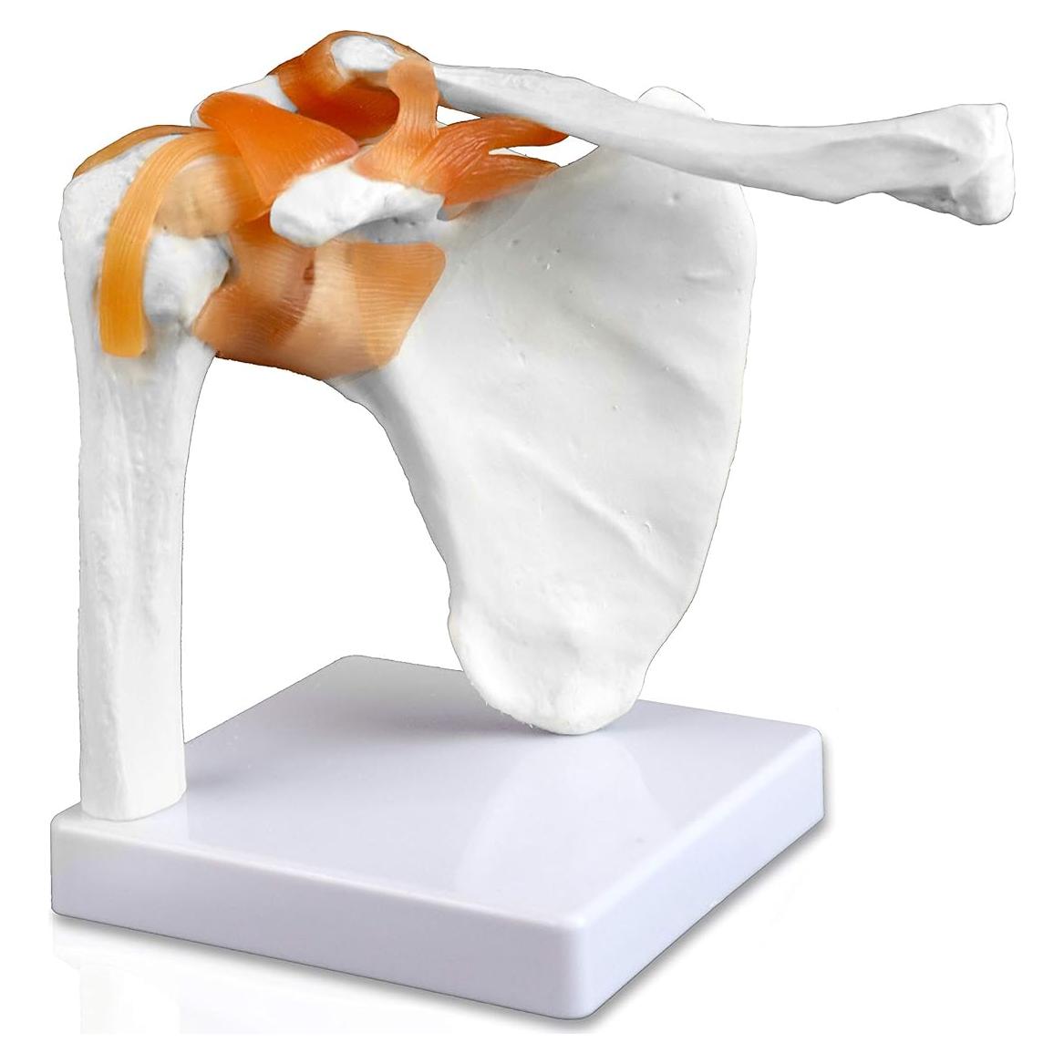 Modelo Articulación Hombro Jackson Global JS00034 - Tamaño Real