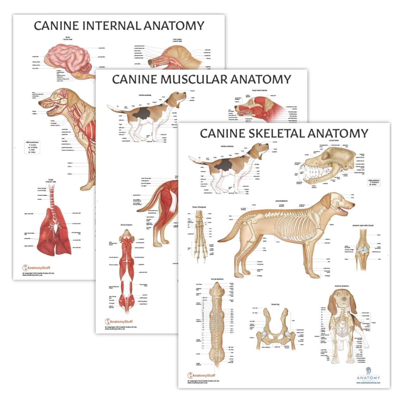 Set de 3 Pósteres Anatomía Canina Laminados 43.9x57.2cm