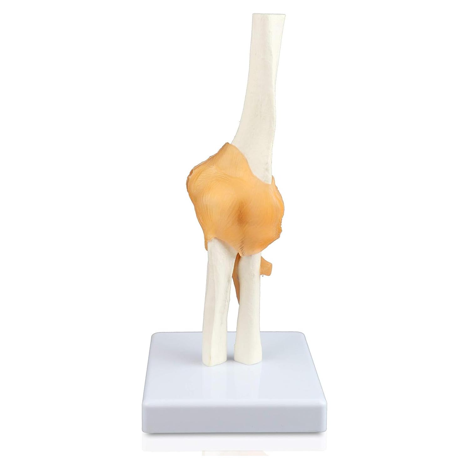 Modelo de Articulación del Codo Jackson Global Tamaño Real