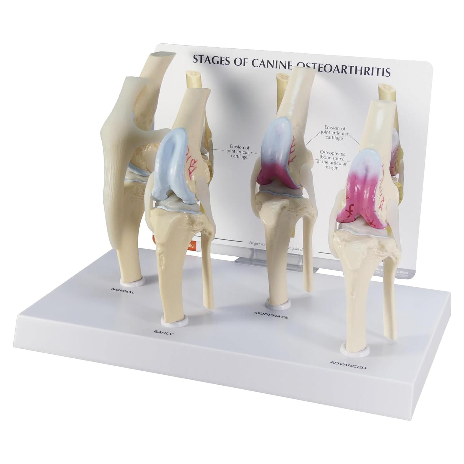 Modelo de Rodilla Canina de 4 Etapas GPI Anatomicals