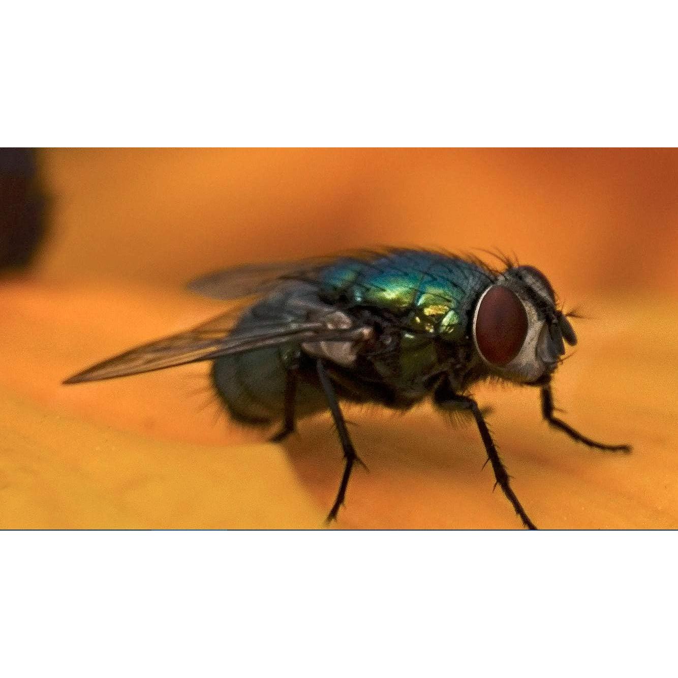 Lente Macro Digital 10x para Nikon COOLPIX B500 - Alta Definición