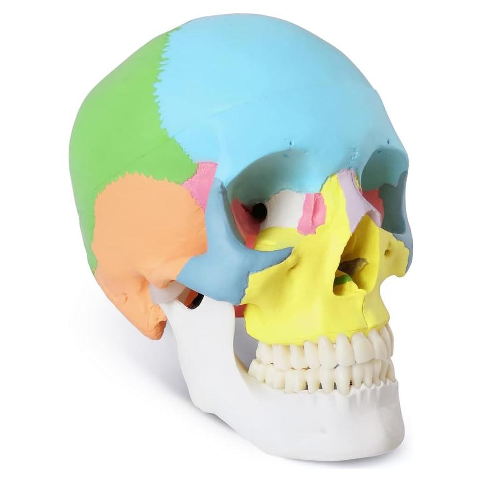 Modelo de Cráneo Humano Pintado Merinden 1:1 con Mandíbula