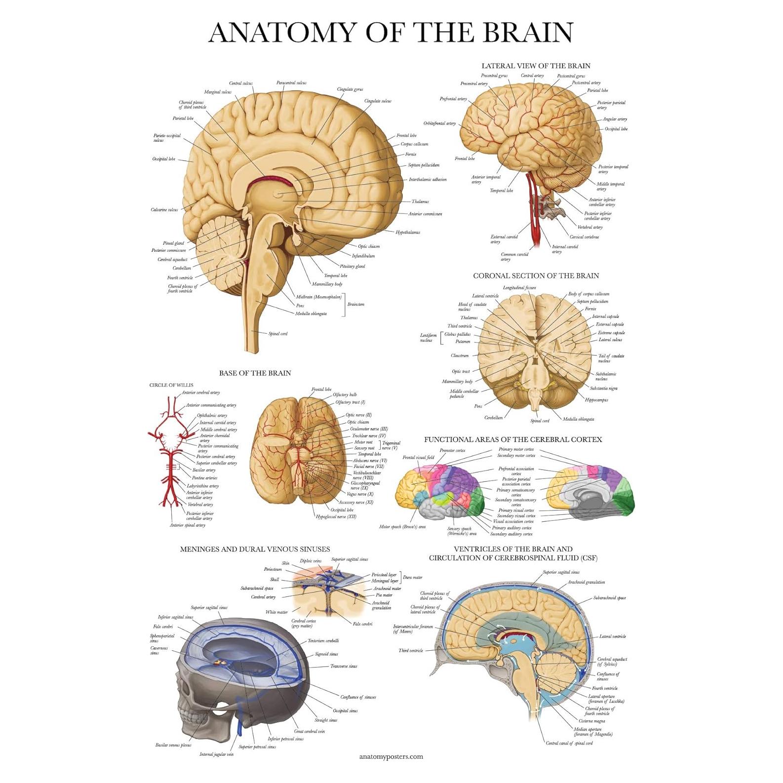 Cartel de Anatomía del Cerebro Palace Learning Laminado 68.58x45.72cm