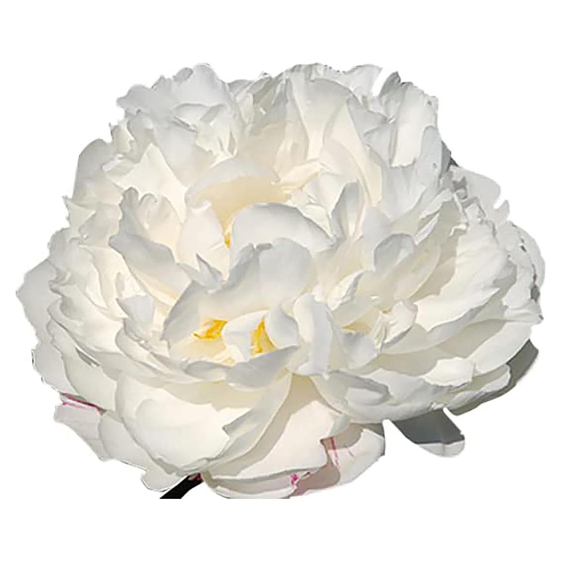 Bulbos de Peonía Doble Blanca Gardenia Marde Ross - 1 Cuenta