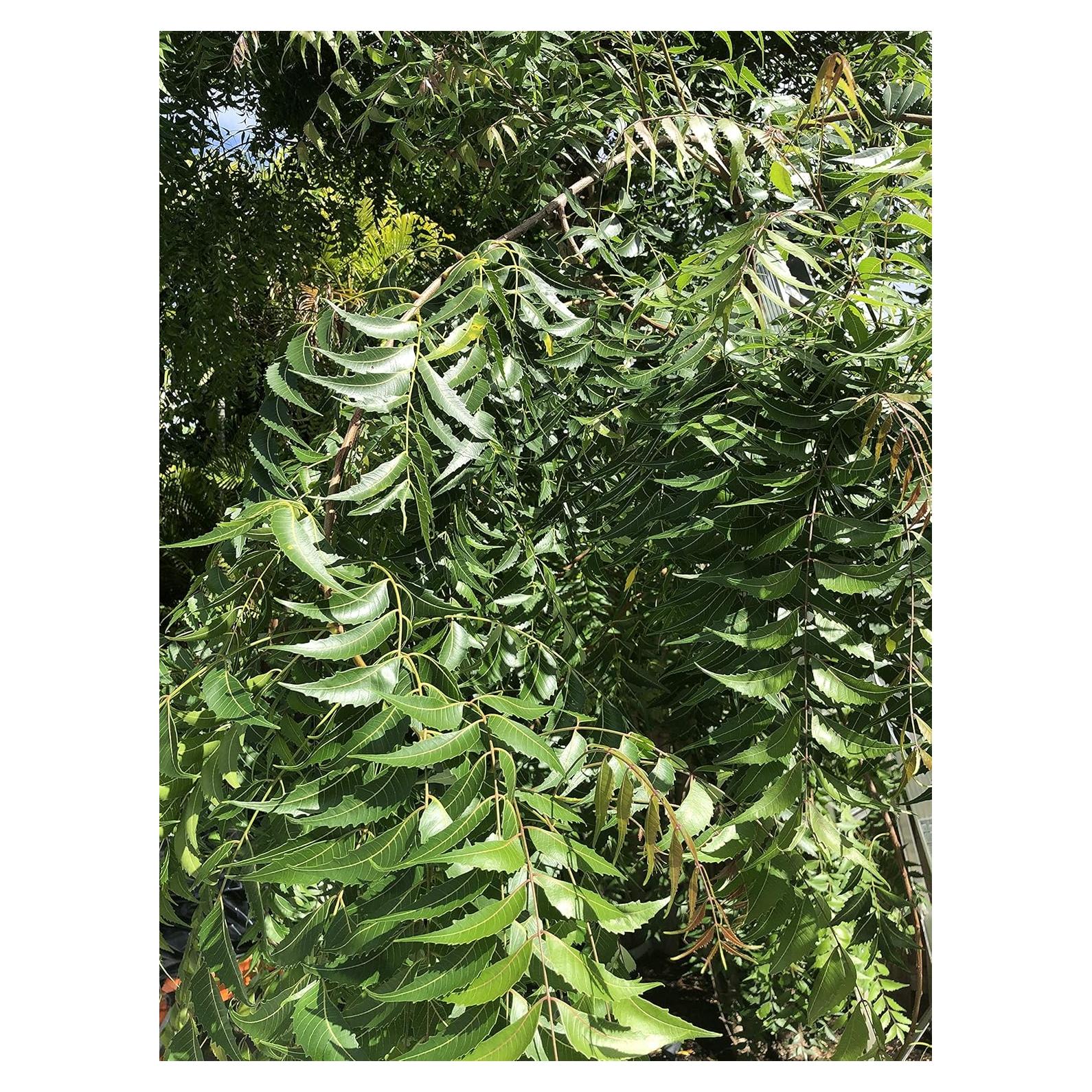 Hojas Frescas de Neem 100% Naturales - Azadirachta Indica 100g