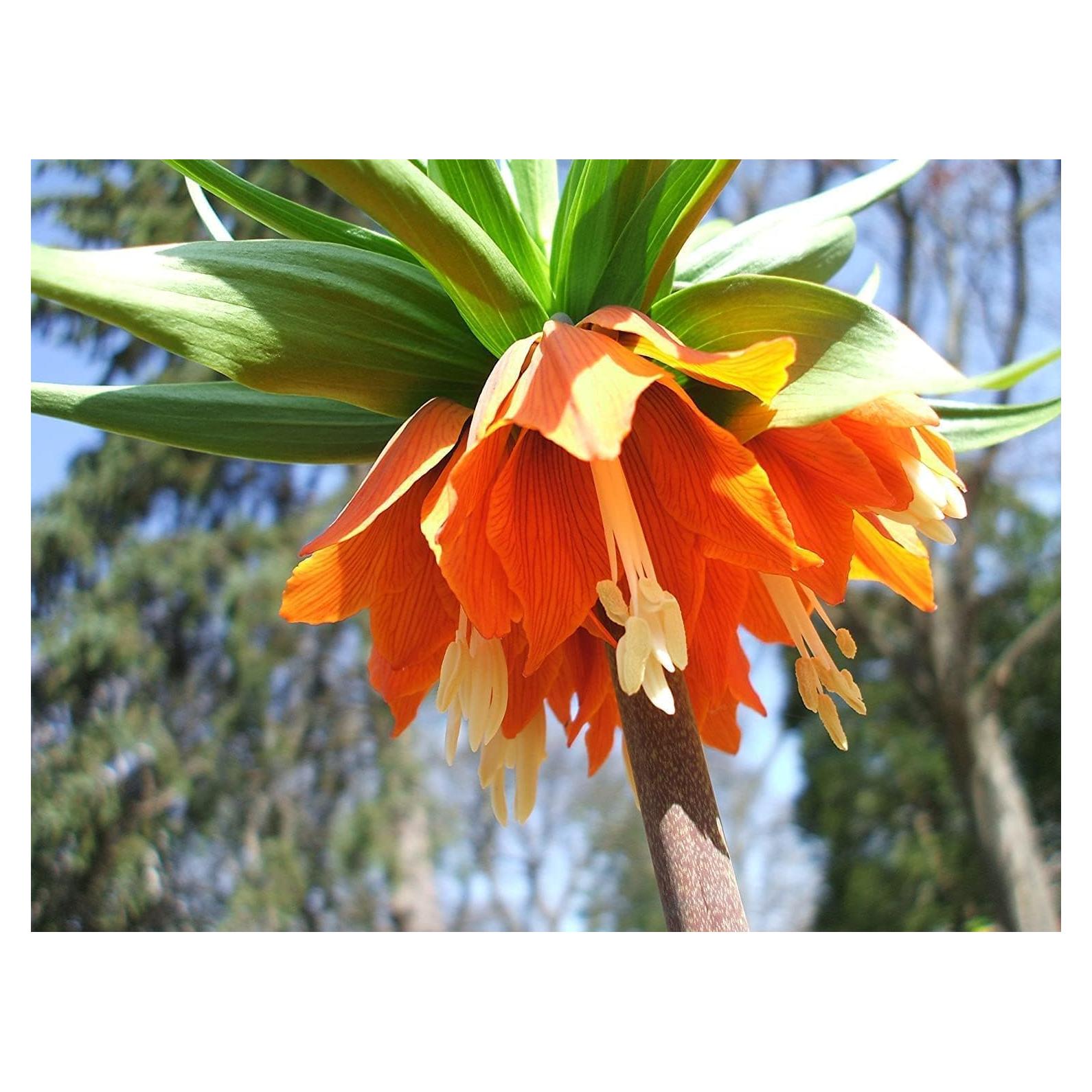 Bulbos de Fritillaria Imperialis Rubra Maxima CZ Grain - 1 Bulbo
