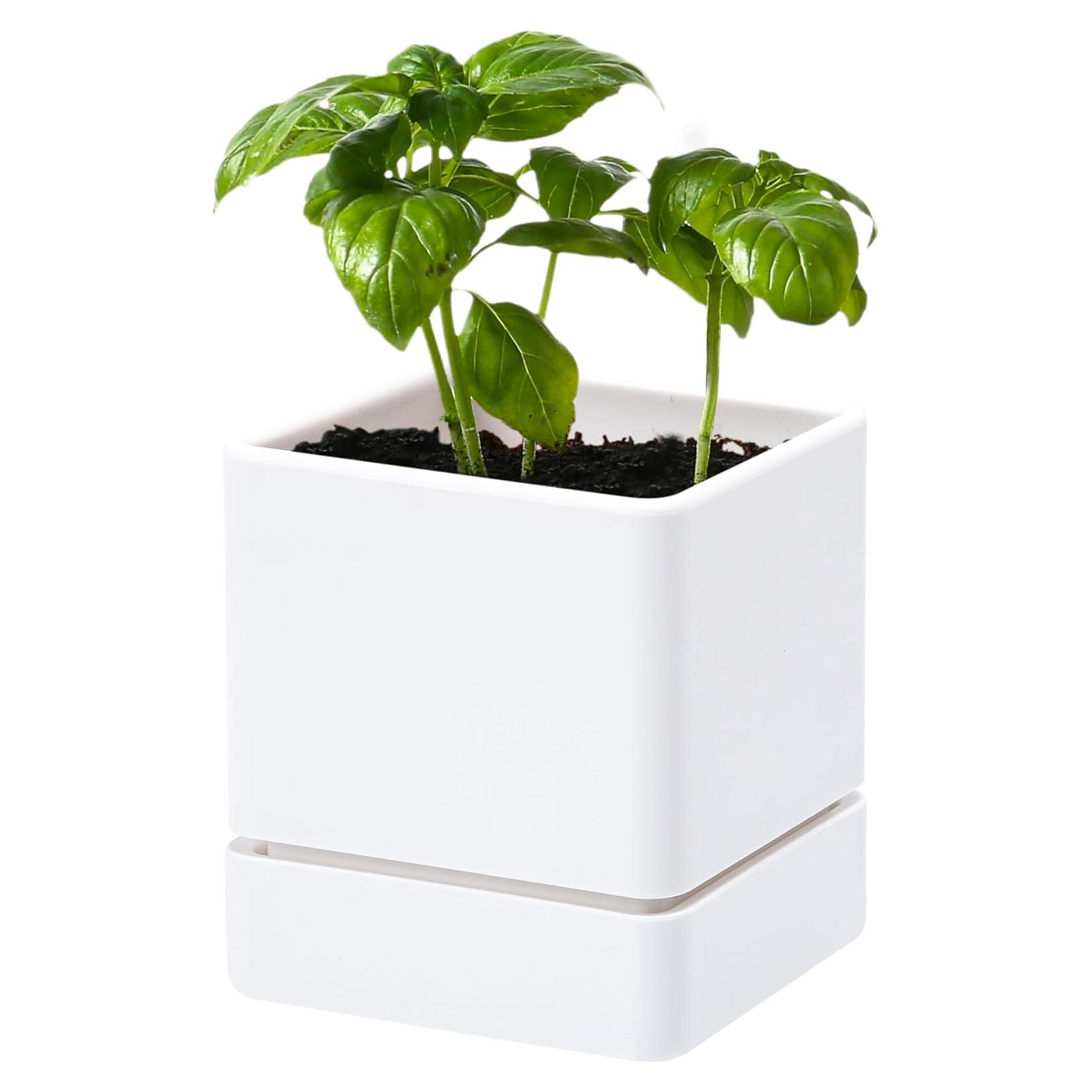 Maceta de Hierbas D'vine Dev 10 cm Blanca con Drenaje y Plato