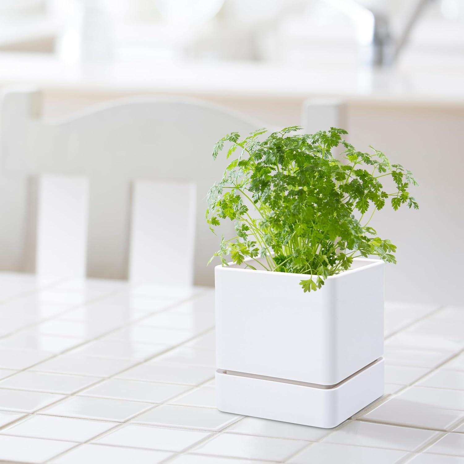 Maceta de Hierbas D'vine Dev 10 cm Blanca con Drenaje y Plato