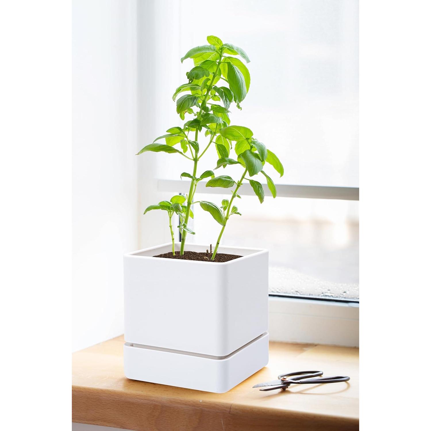 Maceta de Hierbas D'vine Dev 10 cm Blanca con Drenaje y Plato