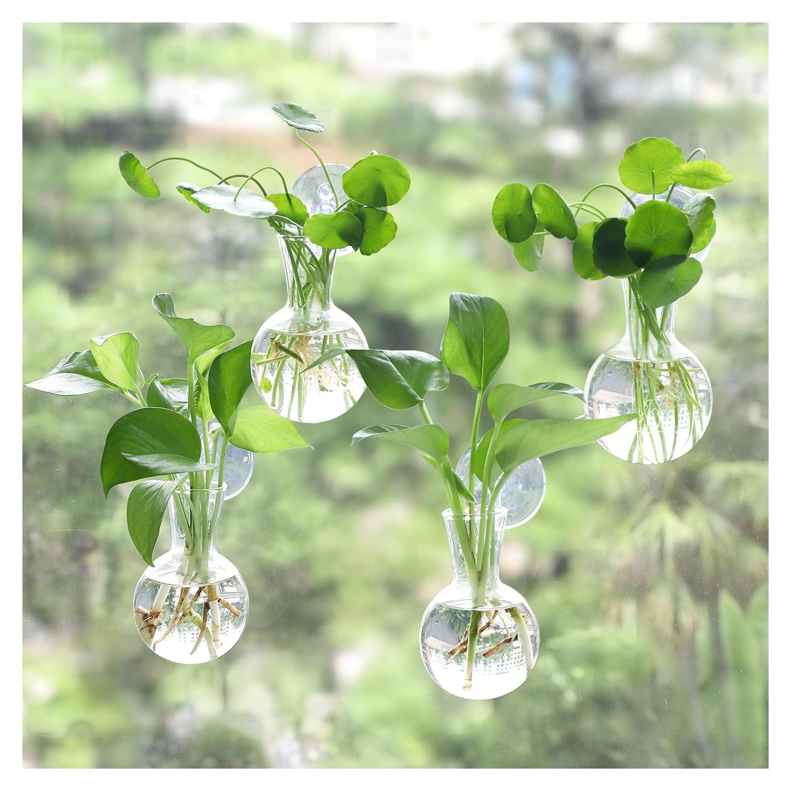 Estación de Propagación de Plantas 4 PCS Bunmery Vidrio