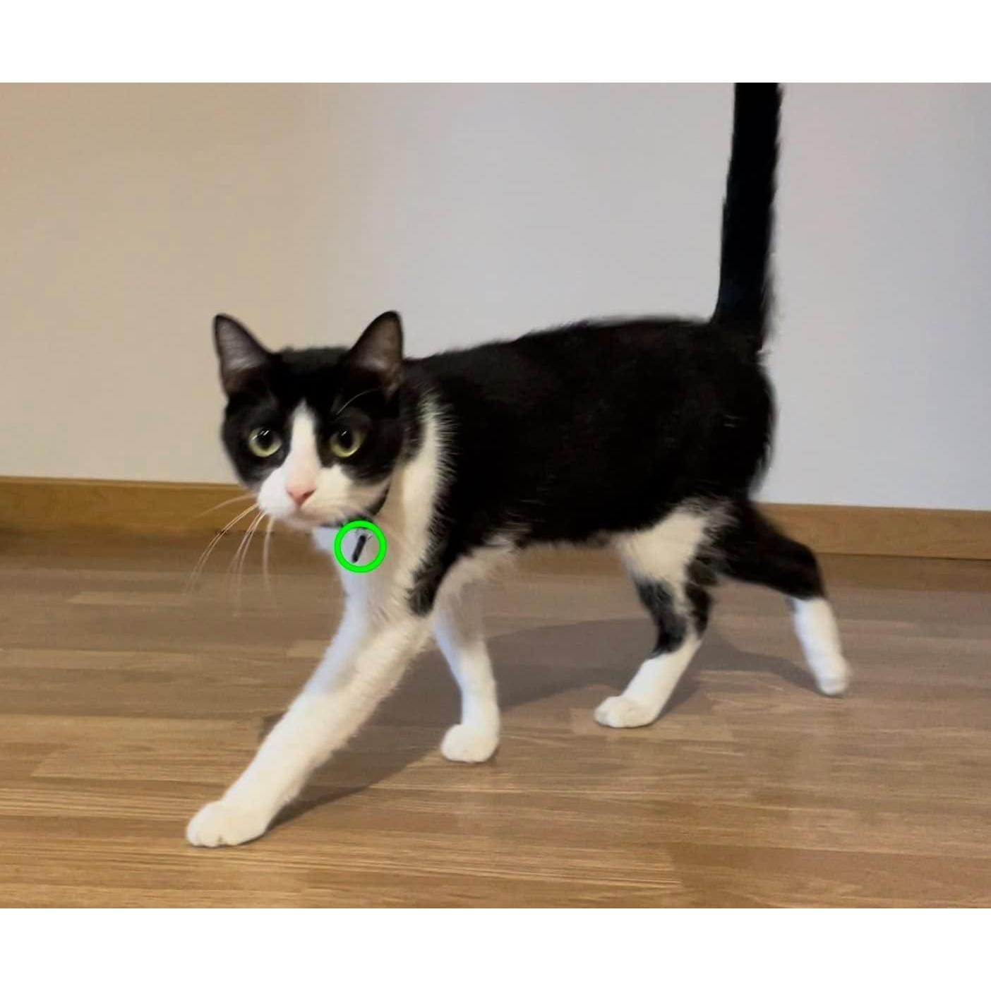 Etiquetas de Collar RFID para Gatos Petquality - Paquete de 2