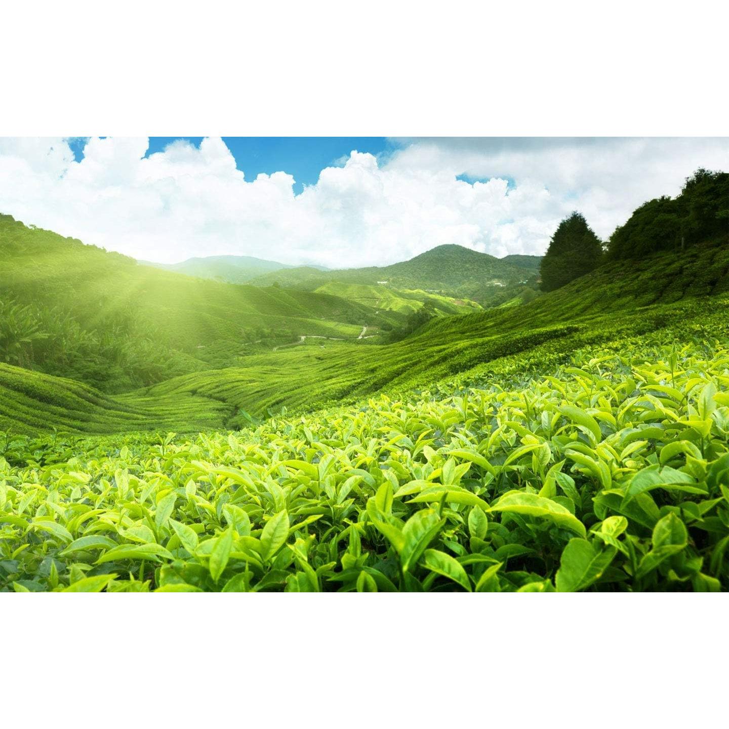 Té Digestivo y Probiotico Calming Blends 60 Cápsulas