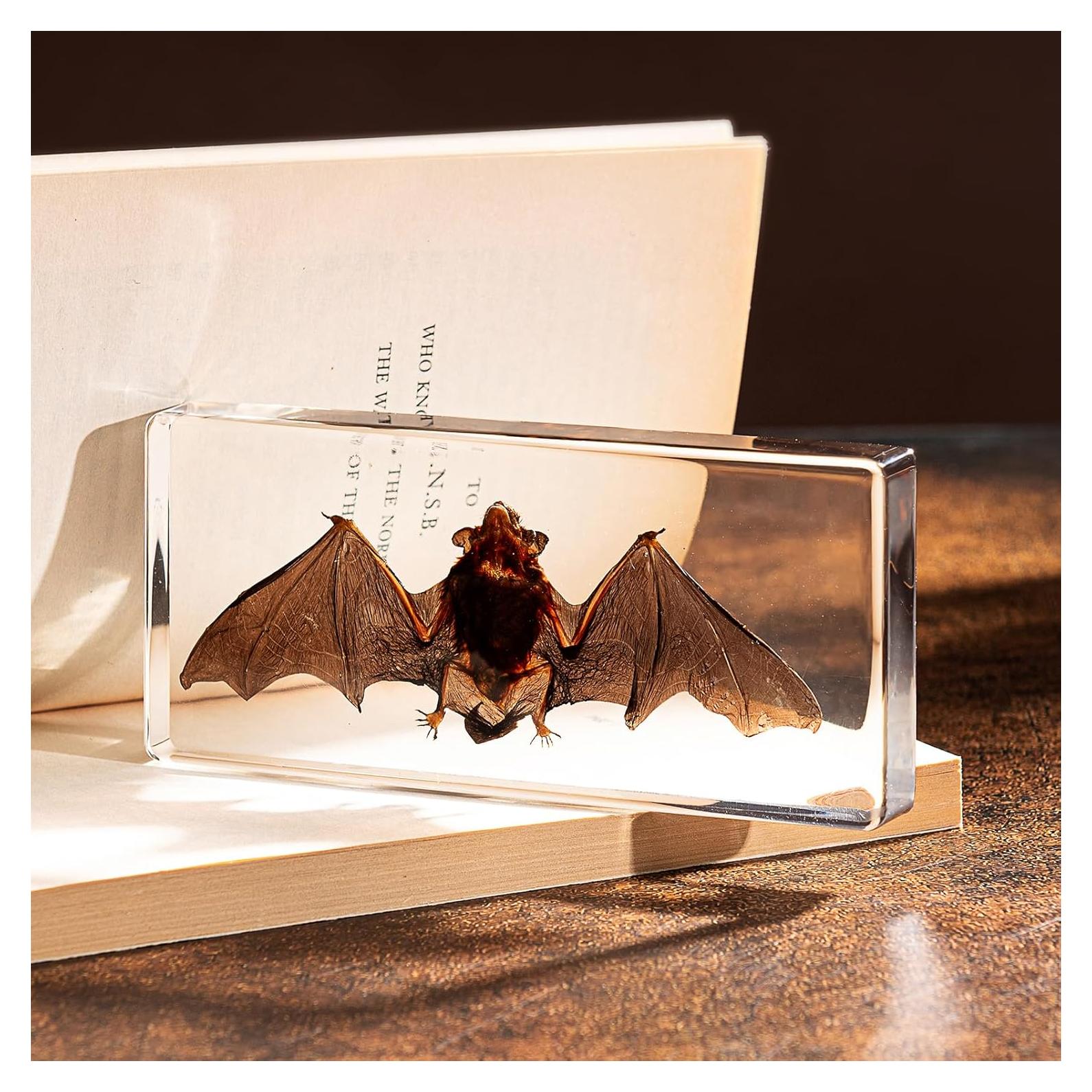 Murciélago de Taxidermia Chibiubiu en Resina 14x6.4 cm