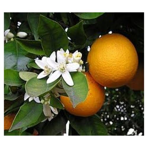 Varitas de Incienso Purest Incense Flor de Naranja - 28 Unidades