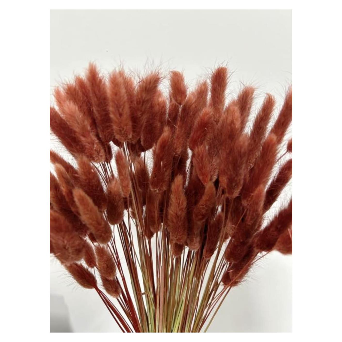 120 Piezas Colas de Conejo Secas HSTEY 43 cm Color Caramelo