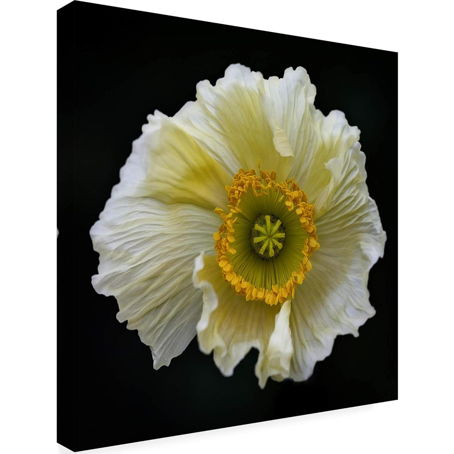 Arte en Lienzo Fabien Bravin Flor Roja 55.88x81.28 cm