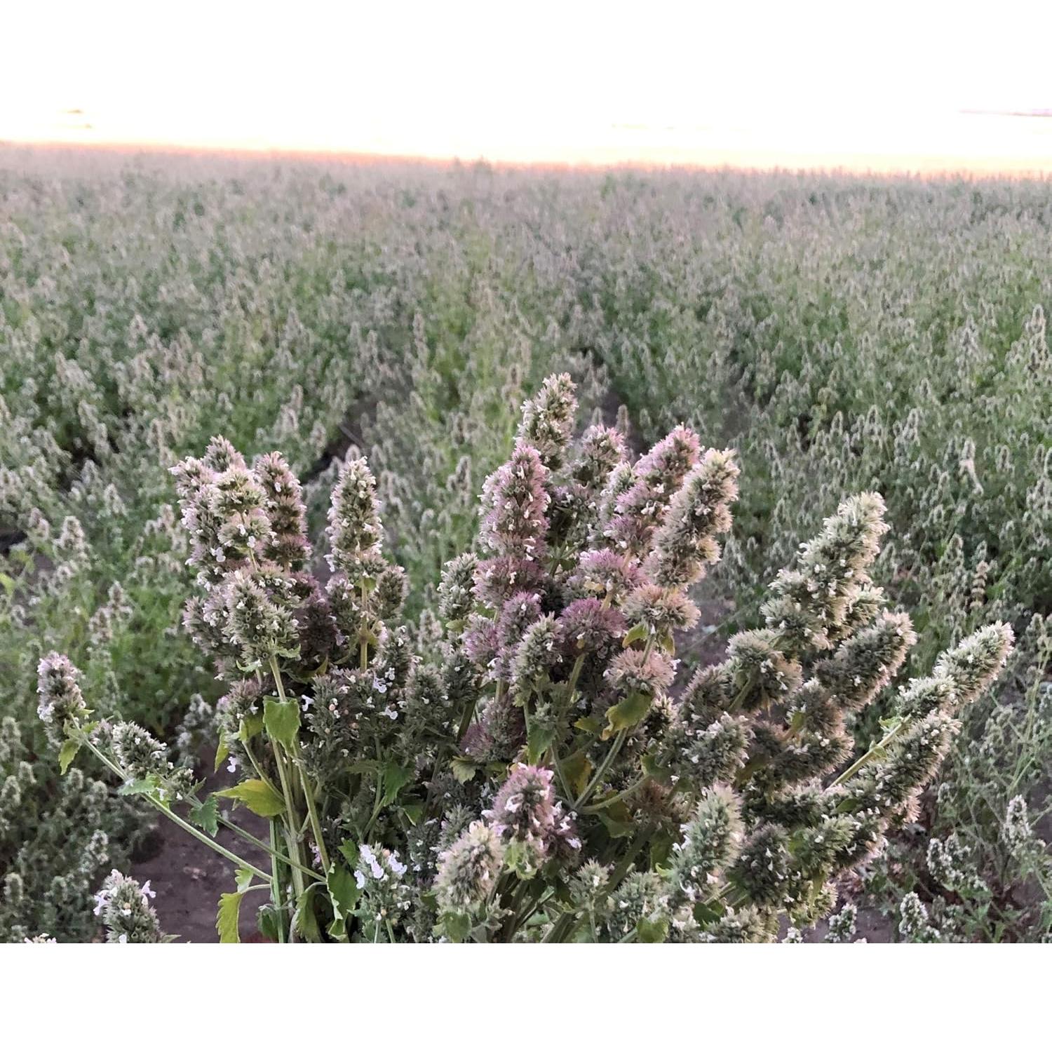 Mezcla Definitiva de Hierba Gatera From The Field 99g