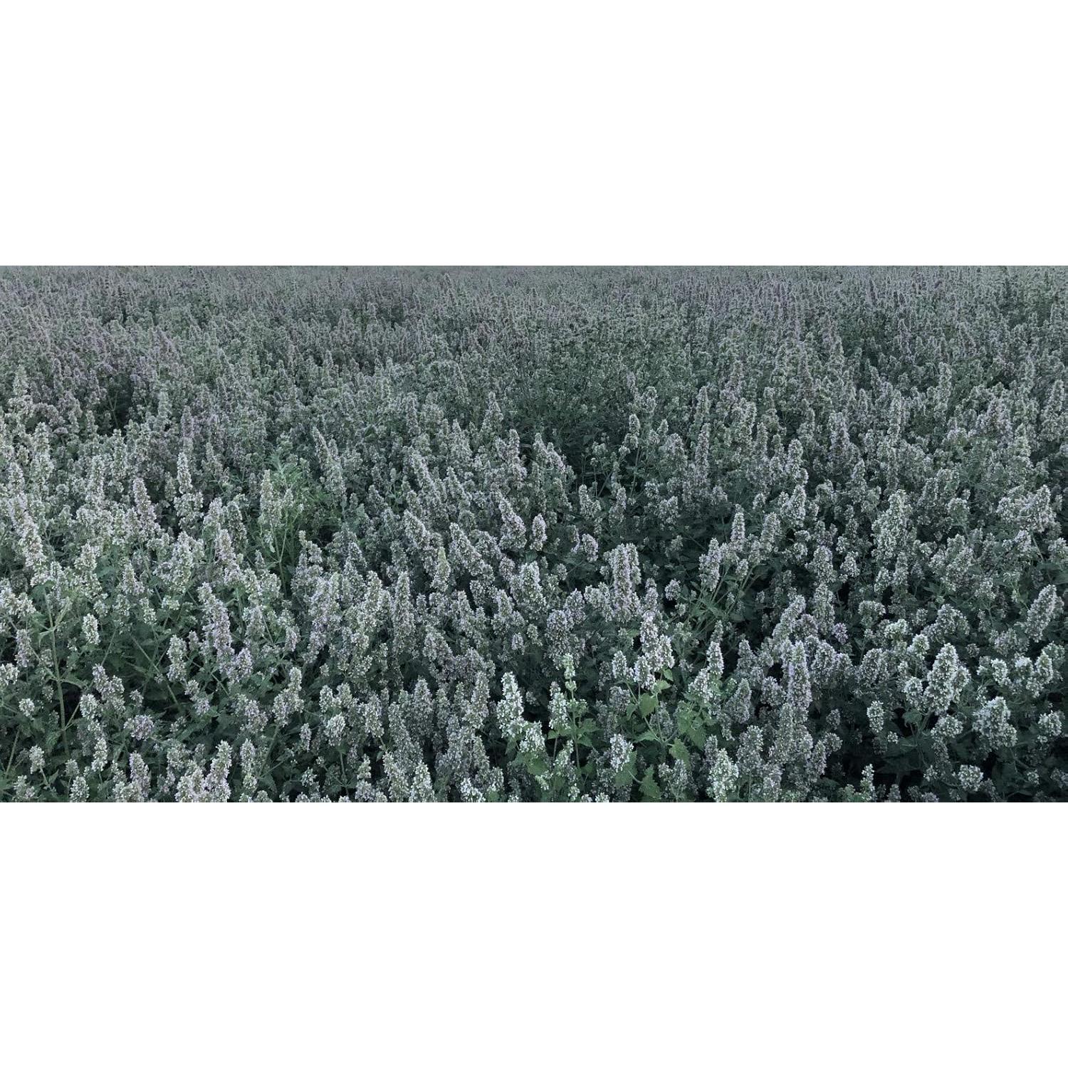 Mezcla Definitiva de Hierba Gatera From The Field 99g