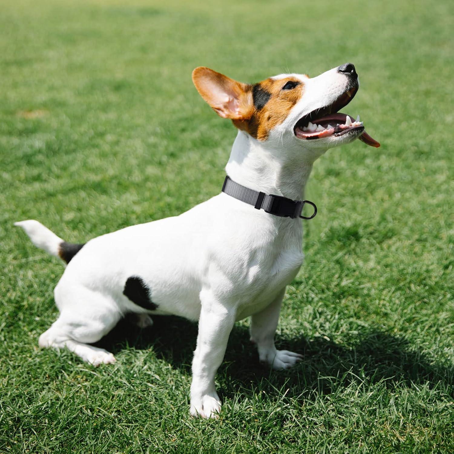 Collar de Nylon Grueso AUDWUD Ajustable para Perros y Gatos