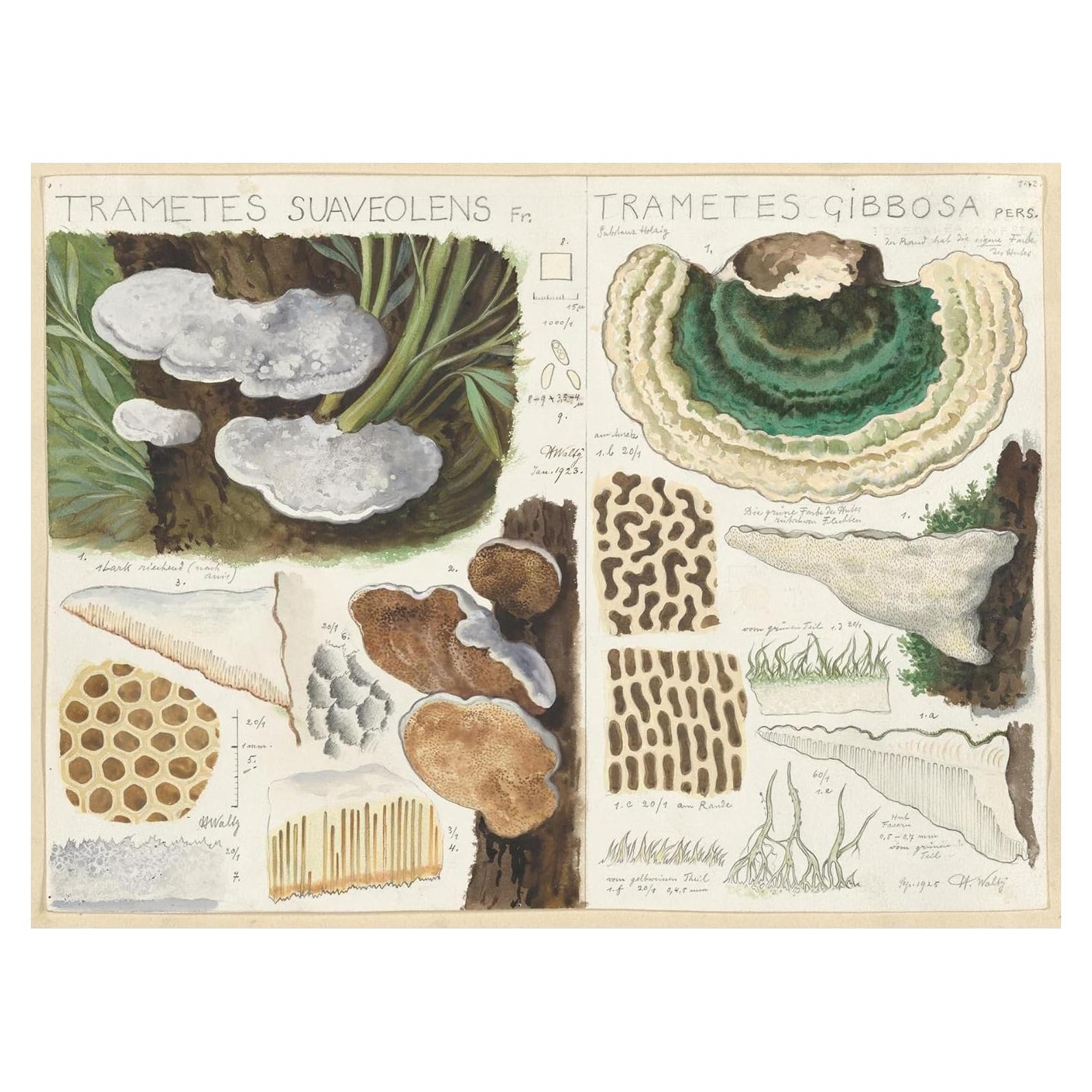 Póster artístico Trametes suaveolens Hans Walty 230 GSM