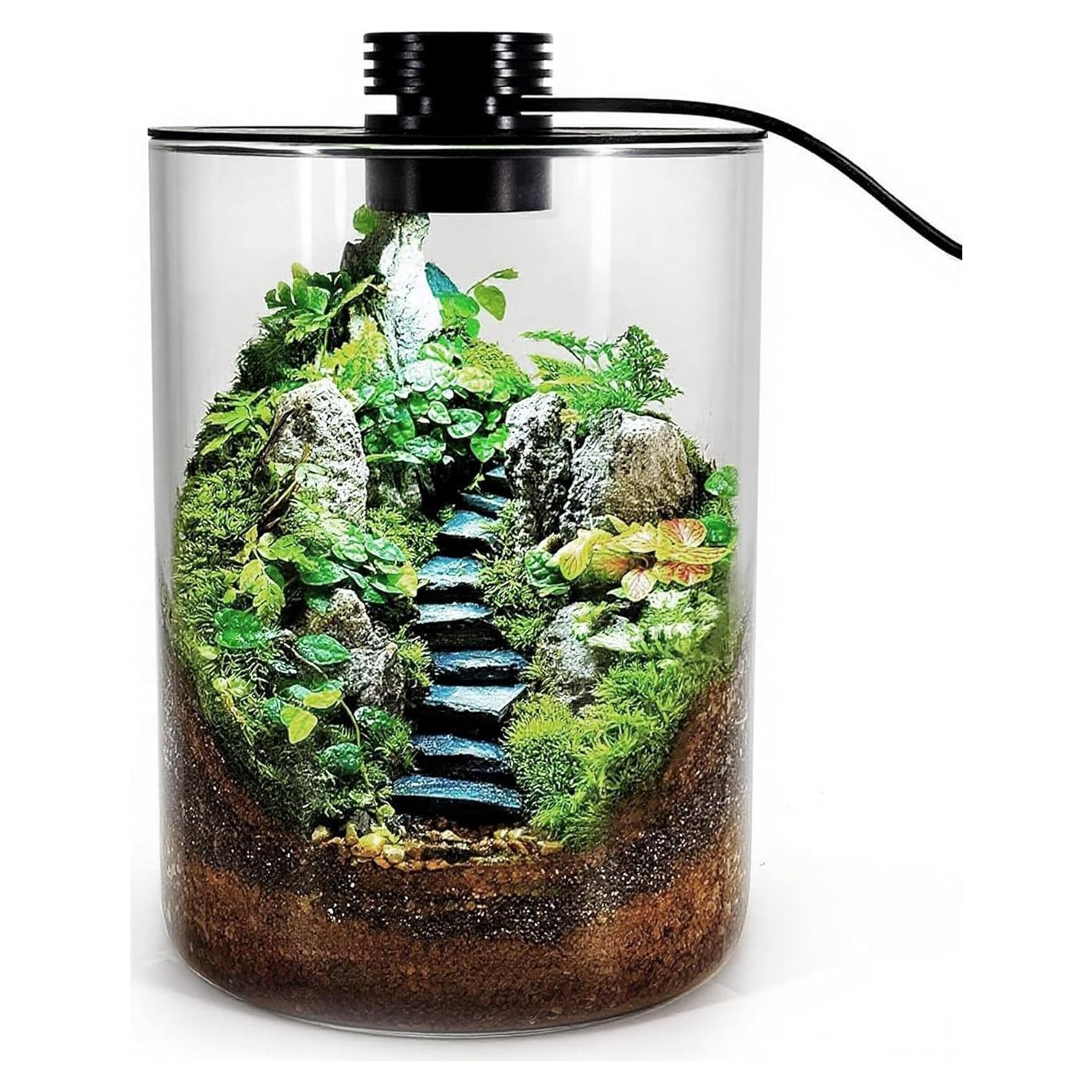 Terrario de vidrio DPROOTS con luz LED para suculentas y acuarios