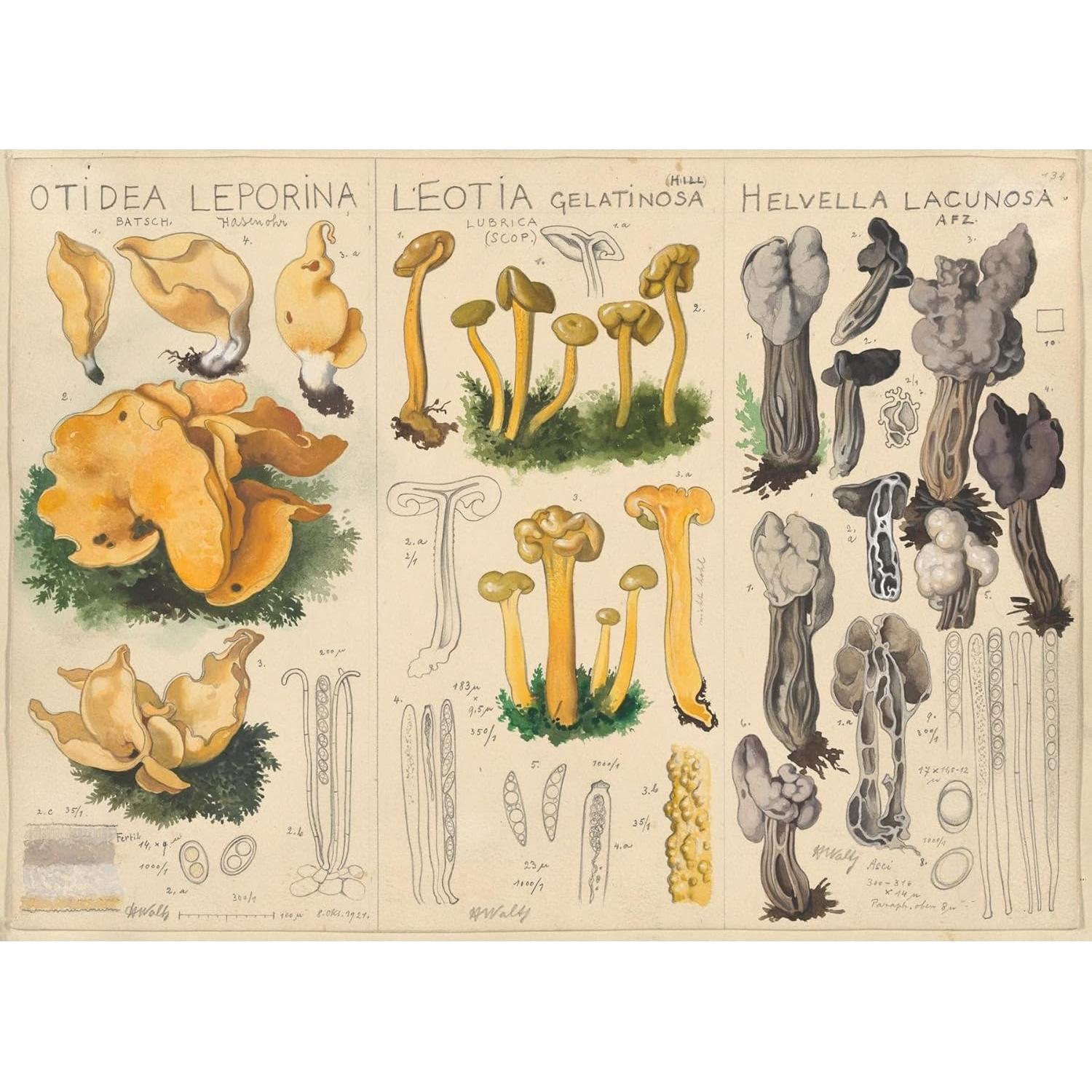 Póster de Arte Giclee Hans Walty - Otidea leporina, 60x44 cm