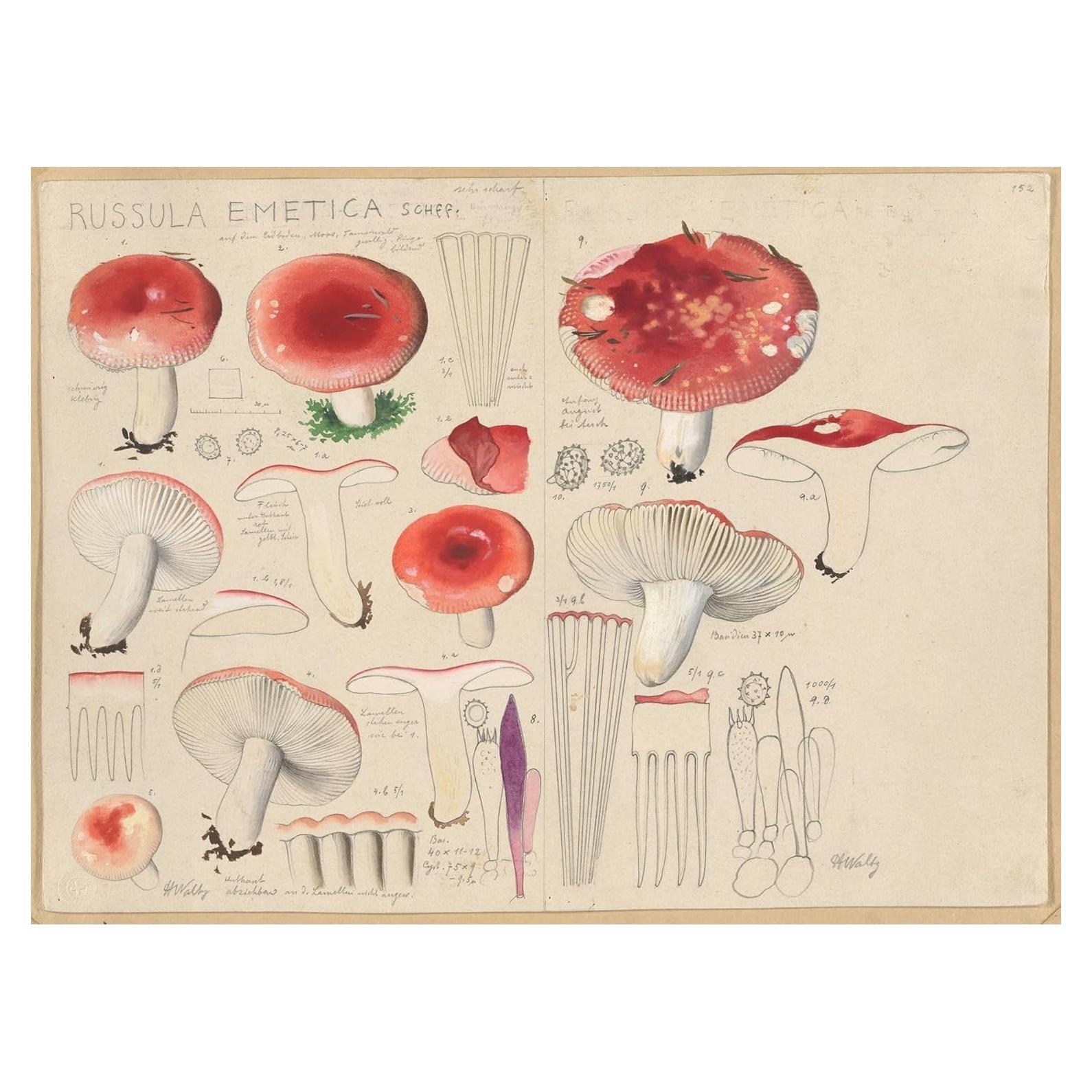 Póster de Arte Giclee Hans Walty Russula emetica 152.4x111.8 cm