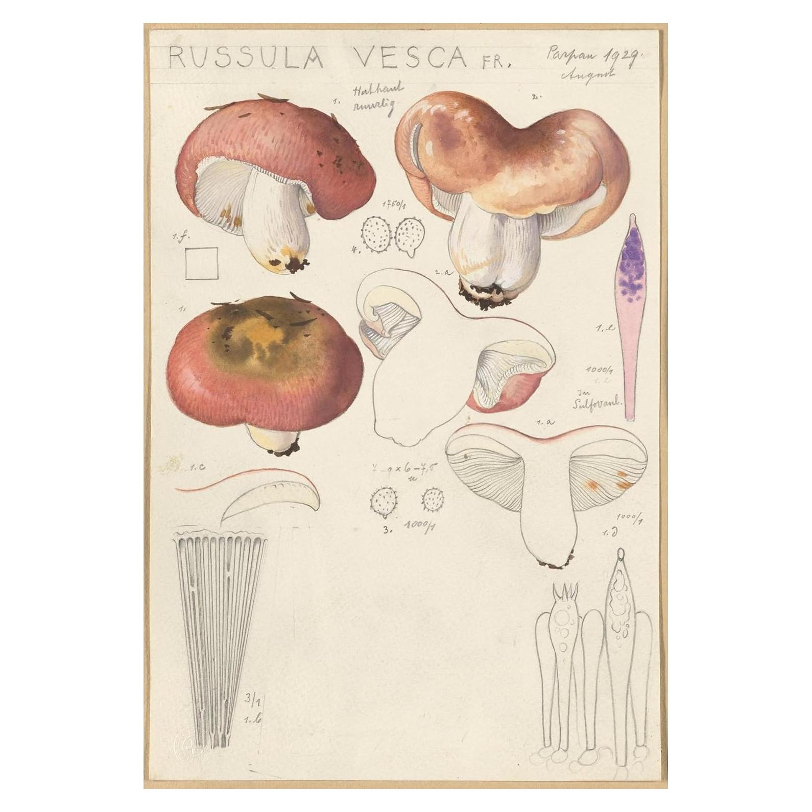 Póster Artístico Hans Walty Russula vesca 1915-1945 230 GSM