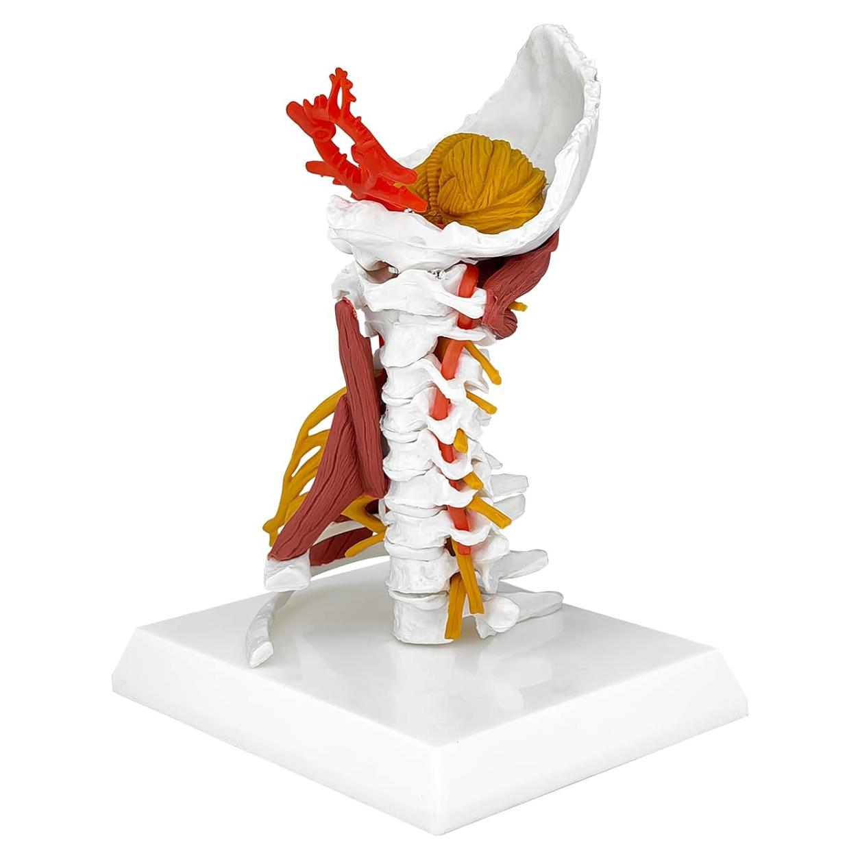 Modelo Anatómico Columna Cervical JNMFTD 28 cm con Tronco Encefálico