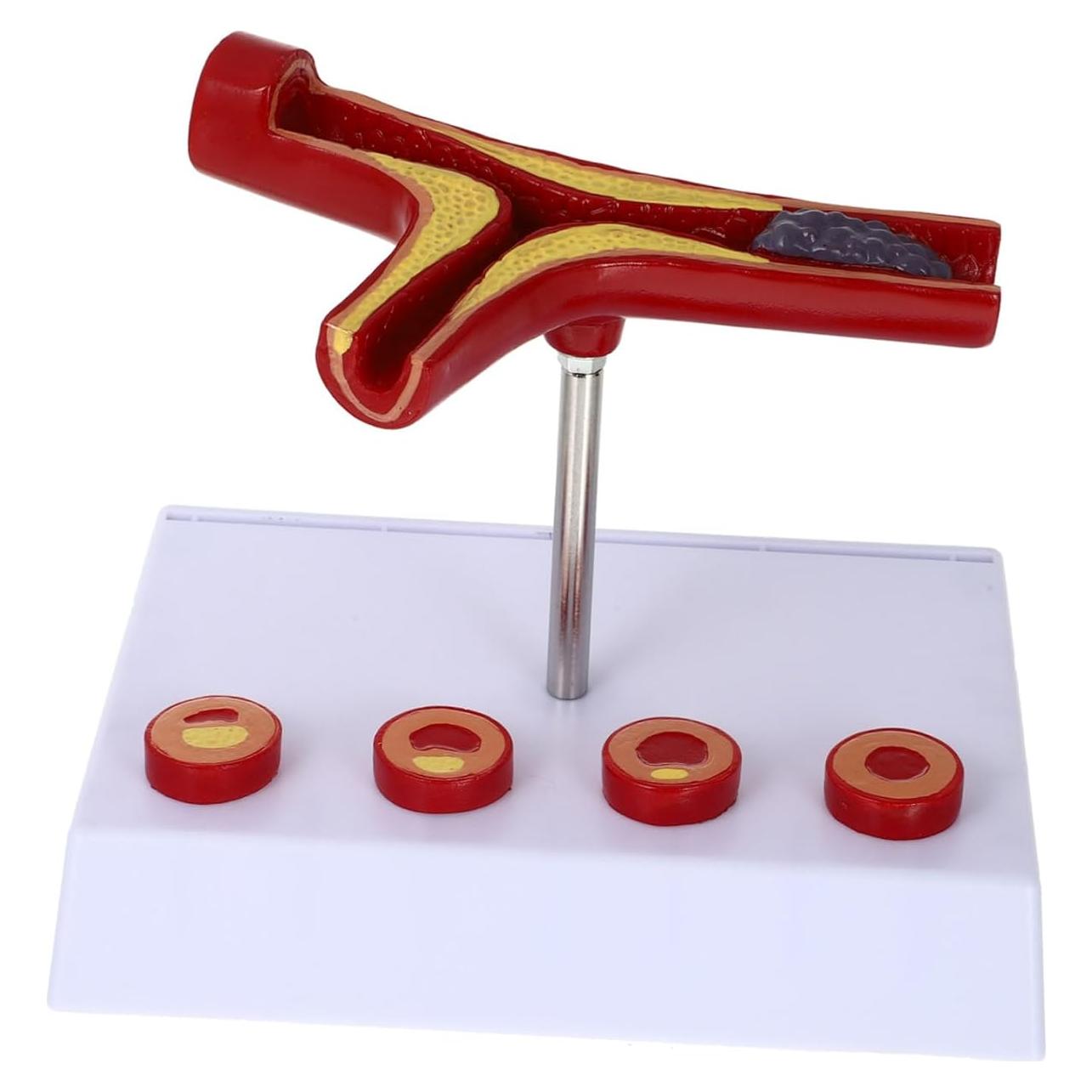 Modelo Anatómico Cardiovascular FELTECHELECTR 17.97x15.98 cm