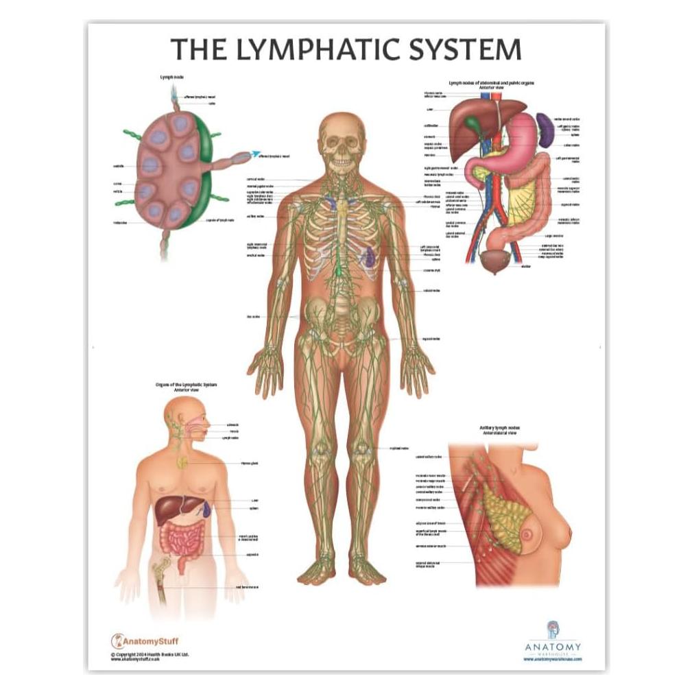 Póster de Anatomía del Sistema Linfático Humano 43.9x57.2cm