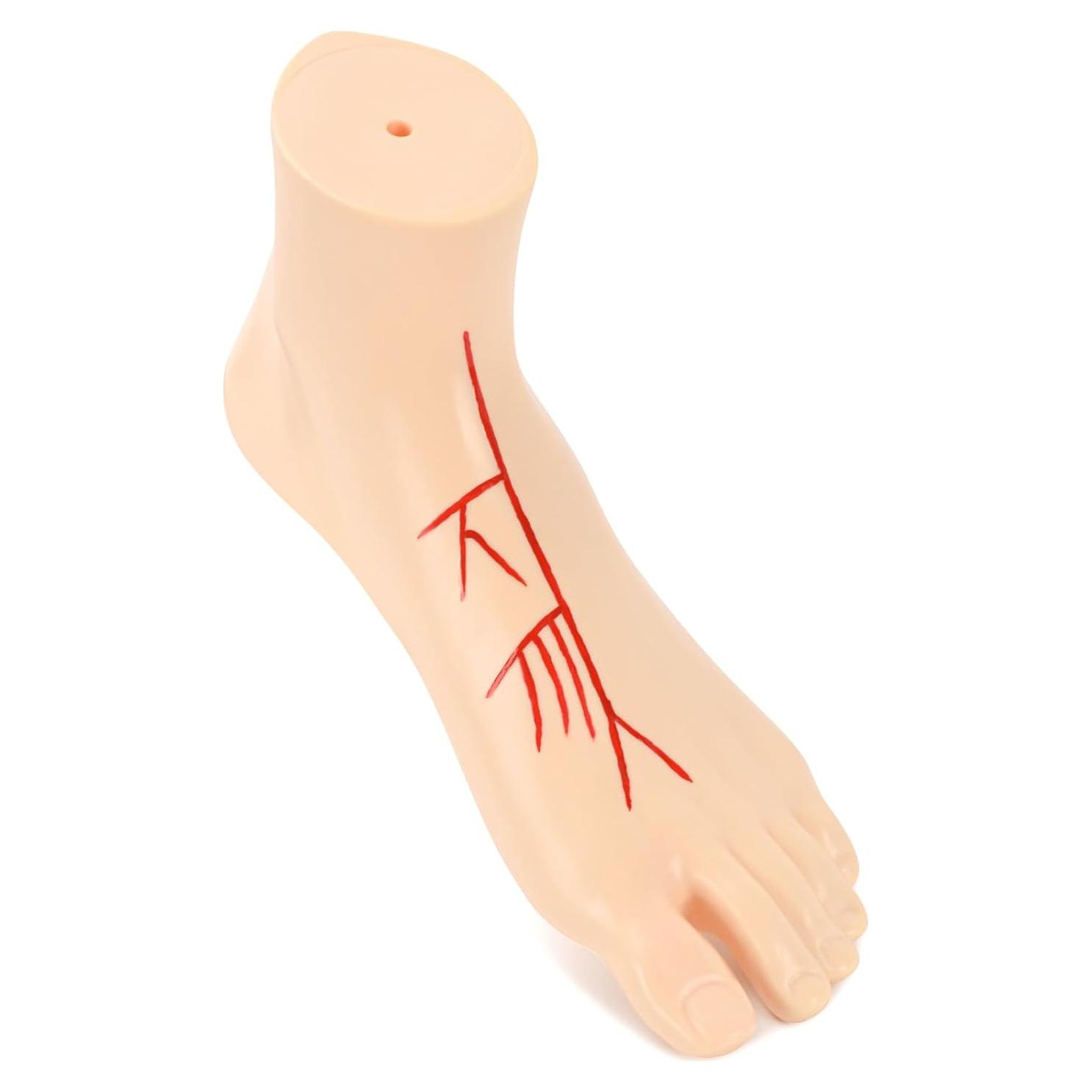 Modelo Anatómico de Pie Izquierdo Simedutech 1:1 con Sistema Arterial