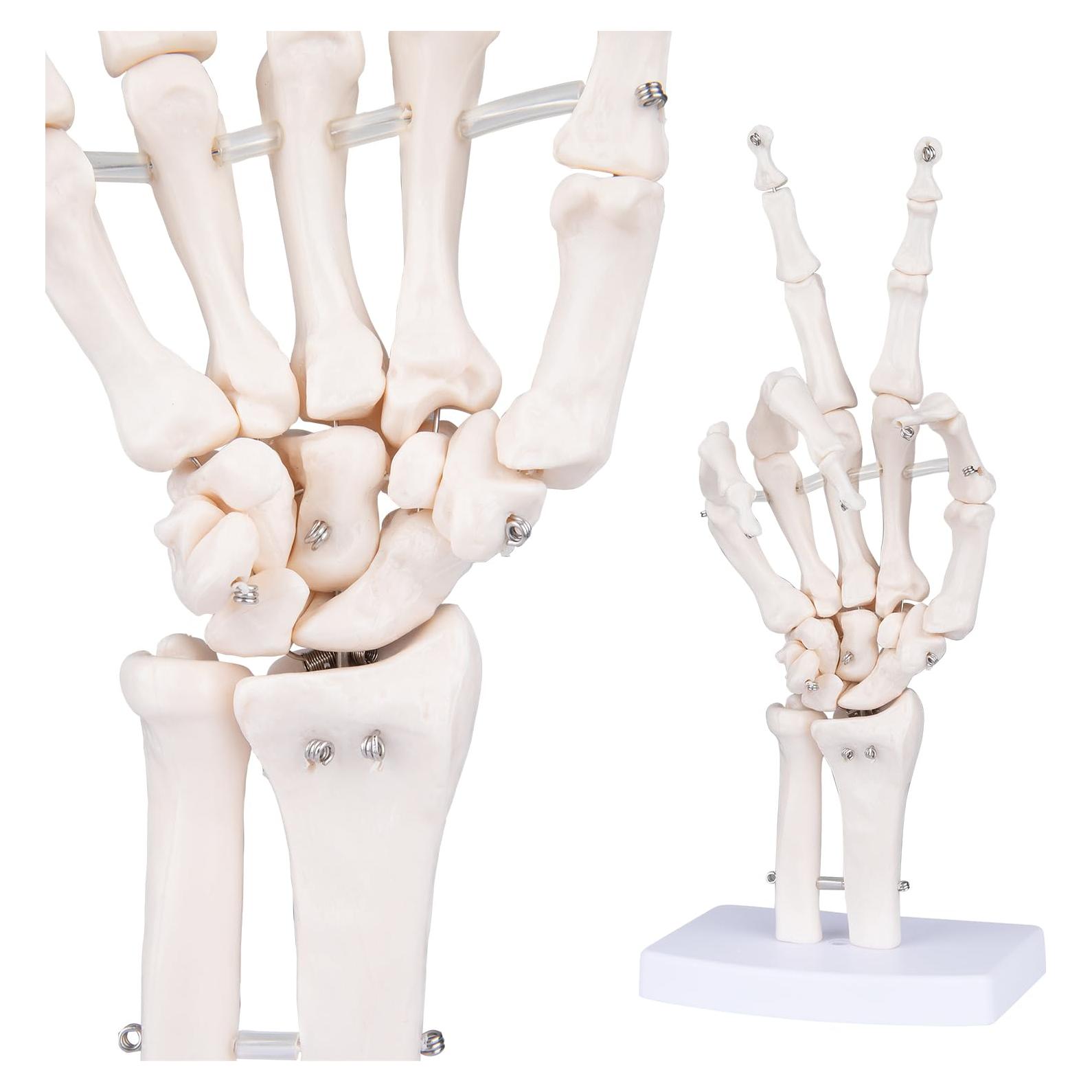 Modelo de Mano Esquelética Humana LVCHEN 25cm Articulada