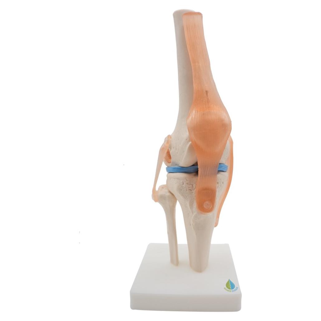 Modelo de Rodilla Anatómico Kouber KB111 con Ligamentos