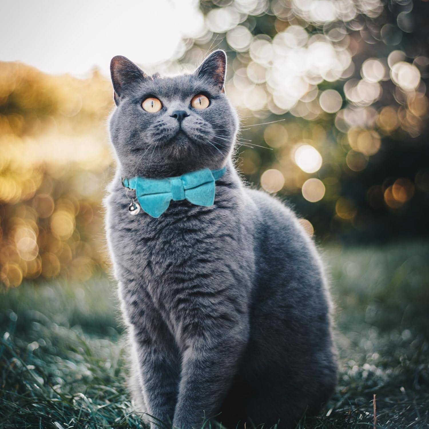 Collar Ajustable para Gato Sliverdew 2 Pcs Terciopelo